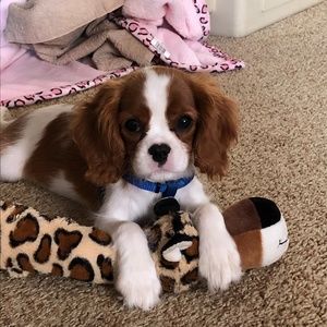 Meet your Posher, Brooke